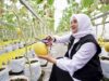 Bupati Ipuk Tinjau Melon Hidroponik di Kalibaru, Dorong Pertanian Modern Banyuwangi