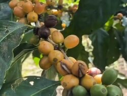 jfnfxtmkbg_whatsapp-image-2026-02-02-at-132112