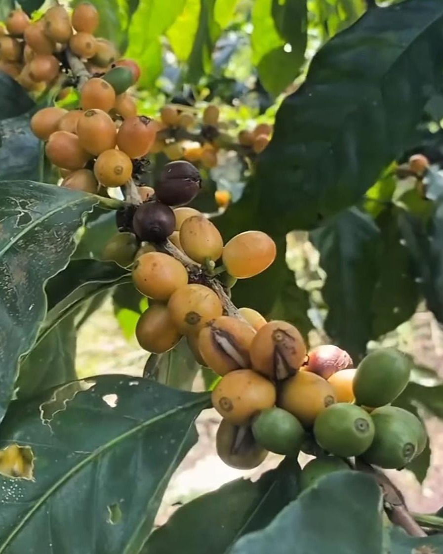 jfnfxtmkbg_whatsapp-image-2026-02-02-at-132112