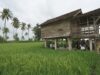 Hingga Juni 2026, Produksi Beras Banyuwangi Jauh Lampaui Kebutuhan Konsumsi