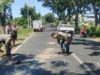 Pick Up Pengangkut MBG Tabrak Belakang Truk Tronton di Kalipuro, Satu Penumpang Tewas