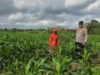 Panen Jagung di Srono, Polresta Banyuwangi Dampingi Petani Dukung Ketahanan Pangan